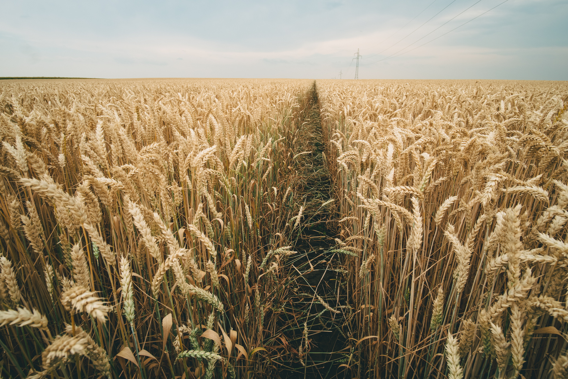 Wheat Field Perspective